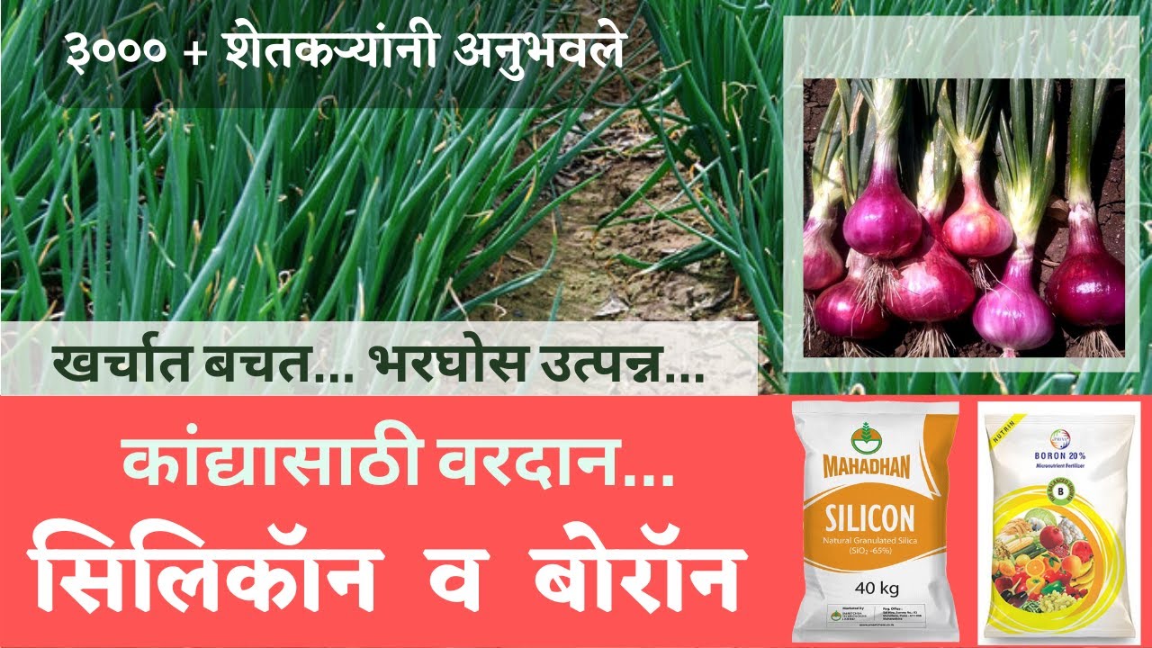 कांद्यासाठी वरदान... सिलिकॉन व  बोरॉन.  कांदा वाढीवर आणि उत्पन्नावर ह्याचा परिणाम.
