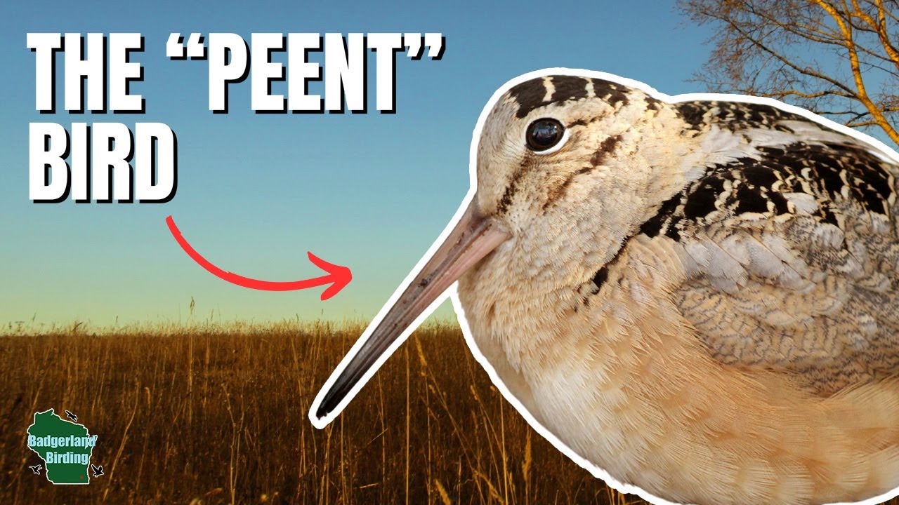 Hidden Secrets of the American Woodcock – This Bird is WEIRD!