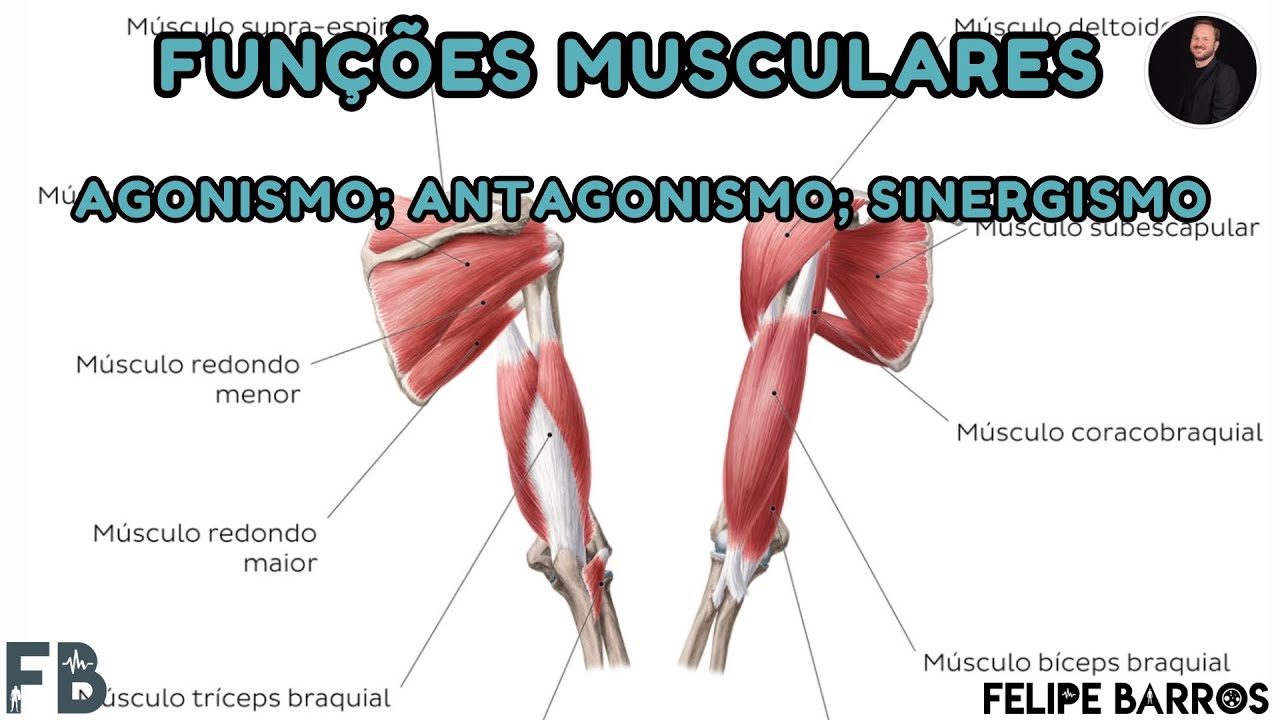 MÚSCULOS - Entenda as funções musculares: Agonista, antagonista e sinergista | Prof. Felipe Barros
