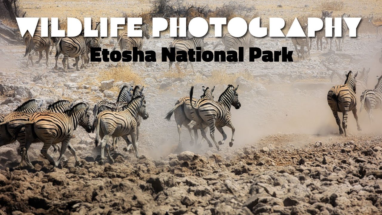Etosha, Unfiltered: A Silent Safari Vlog