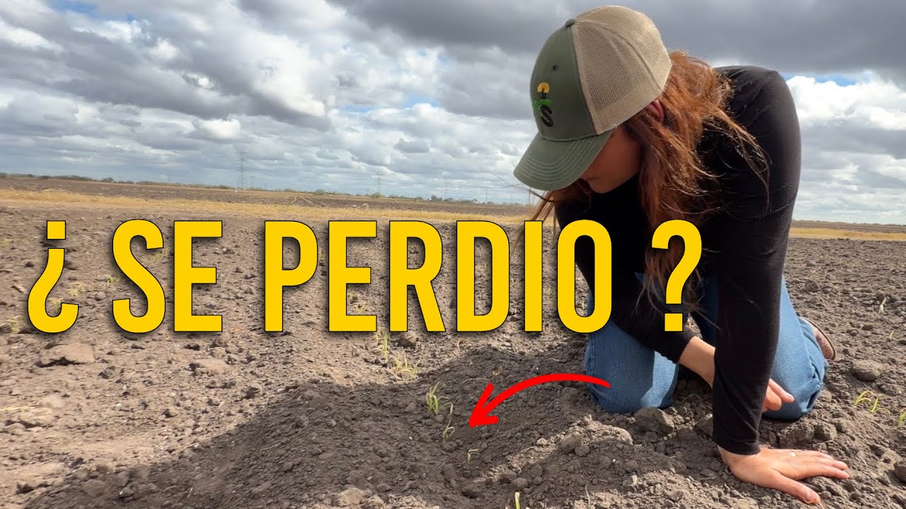 Bajó a -1°C: ¿el sorgo se perdió o se puede recuperar?