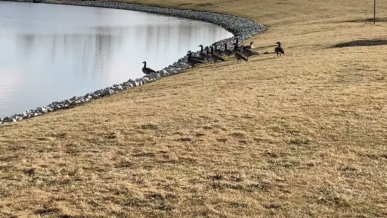 Canadian Geese Relaxing By the Lake!