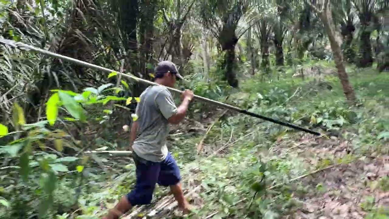 Farmer daily life || How to harvesting palm oil eps. 19