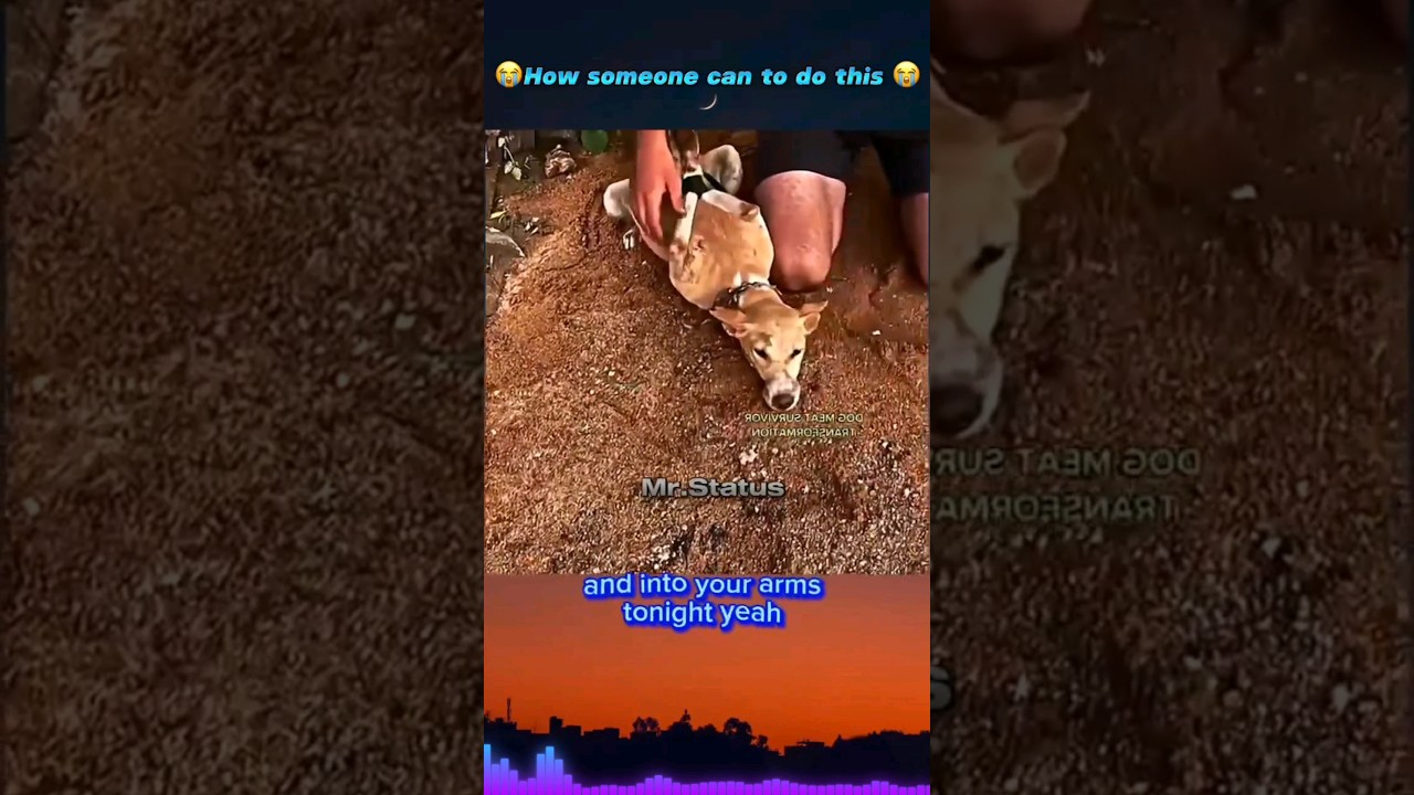 How someone can do this😭 | Dog sad moments | sad song #shorts #dog #sadsong