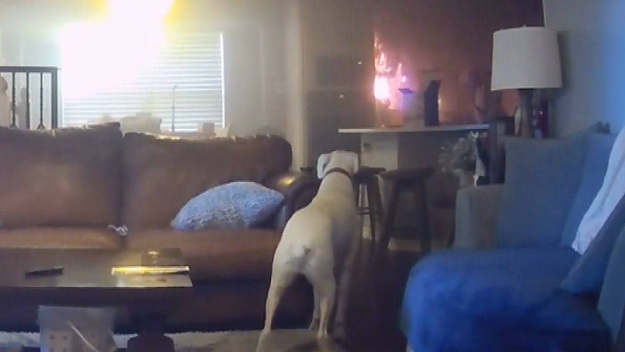 Adorable Dog Accidentally Sets Kitchen on Fire