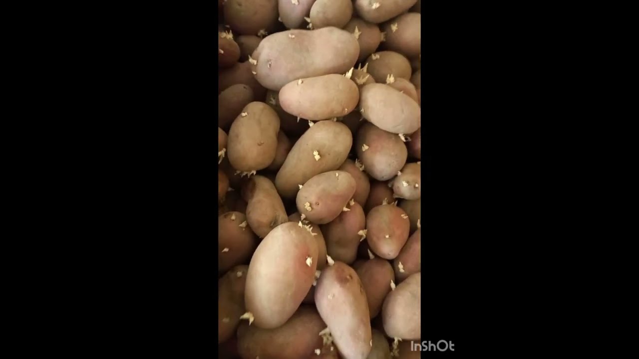 Картошка экиш жараёни