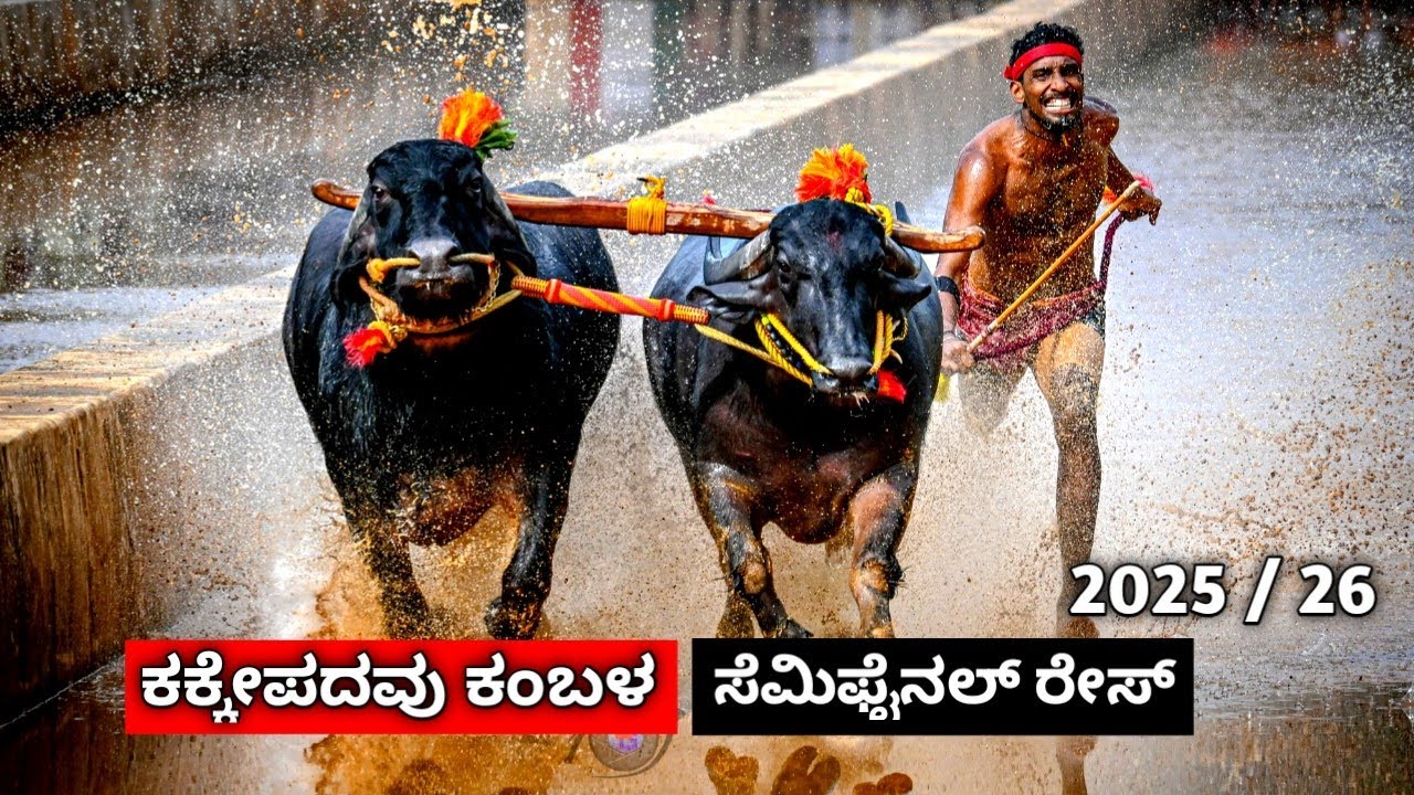ಕಕ್ಕೇಪದವು ಸತ್ಯ ಧರ್ಮ ಜೋಡುಕರೆ ಕಂಬಳದ ಸೆಮಿಫೈನಲ್ ರೇಸ್ 