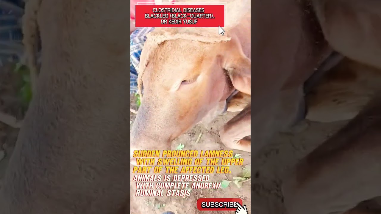 Blackleg: Clostridium Chauvoei: Inflammation of skeletal and cardiac muscles #animalhealth #cow