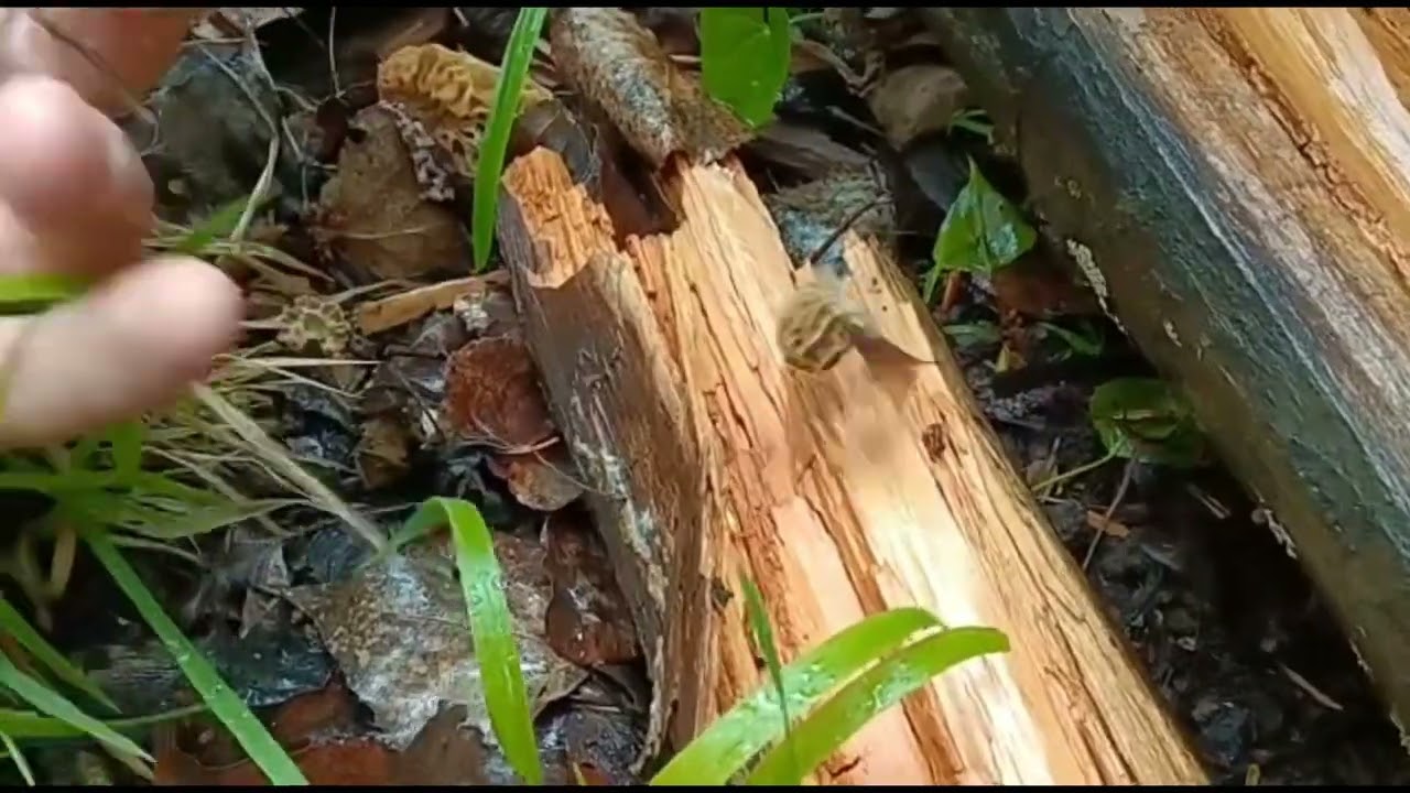 Morchellas y HÁBITAT