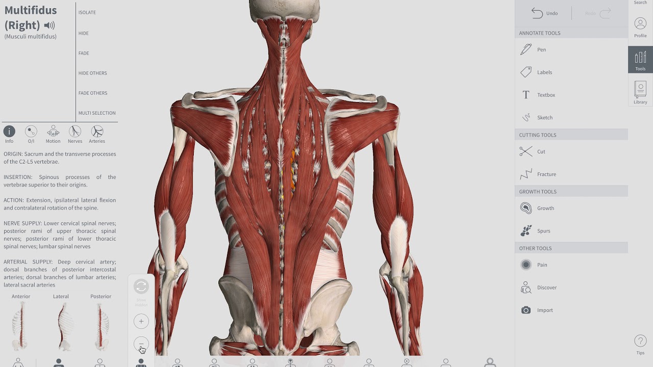 CORE STRENGTHENING MUSCLES | SUPPORT YOUR CORE | STABILIZE YOUR SPINE | OBTS