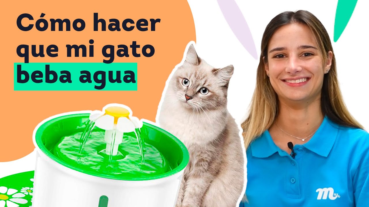 💧Mi GATO no BEBE agua · SOLUCIÓN en 2️⃣ pasos