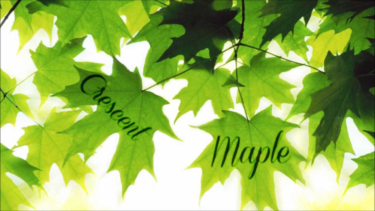 Crescent - Maple [F/C Chillax Trax]
