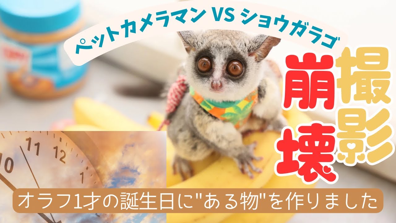 【大惨事】お迎え直後のショウガラゴとモモンガをプロ撮影したら現場崩壊しました #ショウガラゴ #フクロモモンガ #ペット撮影　