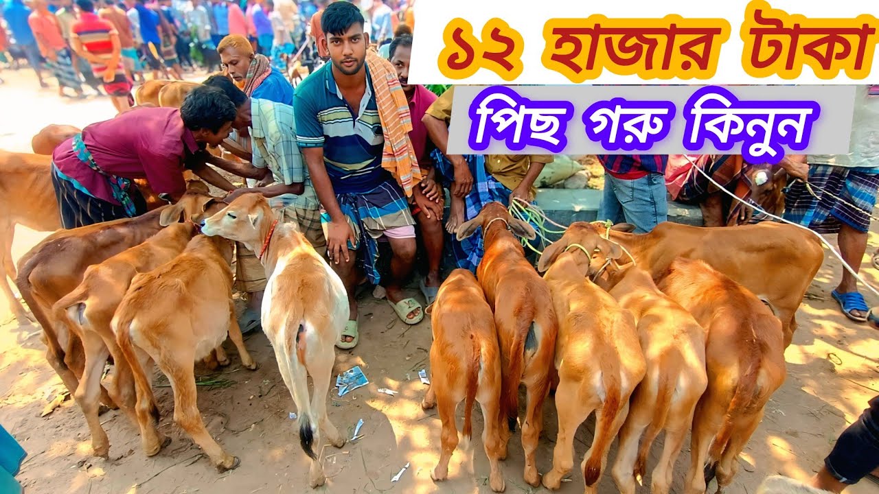 ০৫/০৪/২৫/ দেশি বকনা ও শাহীওয়াল বকনা বাছুর গরুর দাম ১২ হাজার টাকা নতুন হাট জয়পুরহাট #cow #বকনা