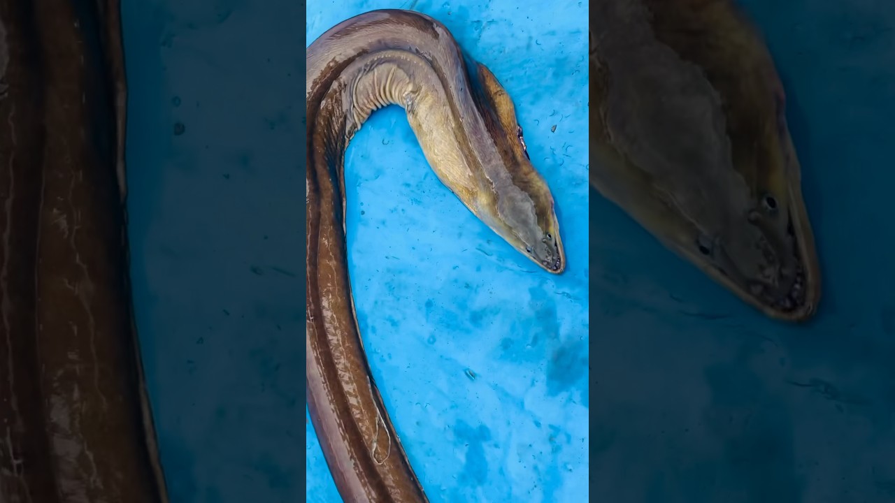 Chilis#fish #fishing #viral #youtubeshorts