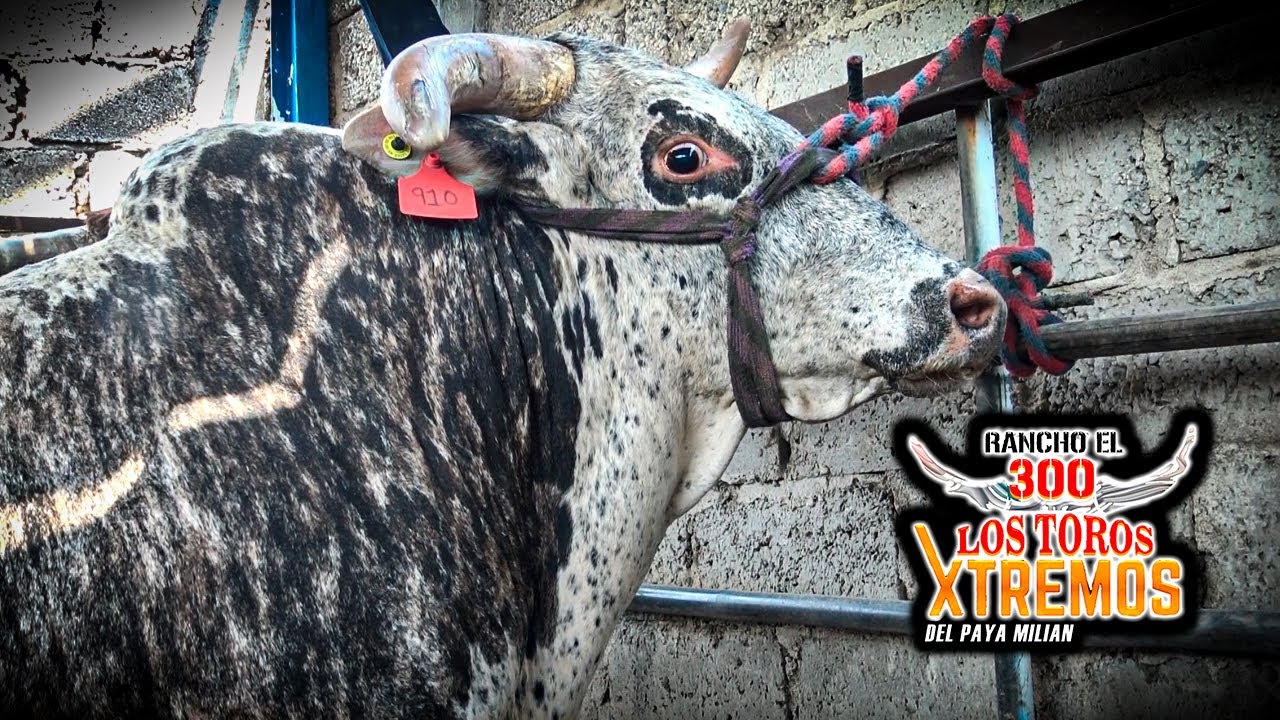 EL TORO QUE  QUISIERAN TENER EN CORRALES !!PAJARITO!!-RANCHO EL 300 EN LA BARRANCA DEL ORO NAY 2025
