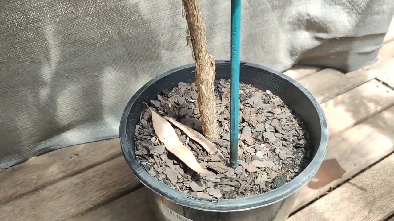 Super cool new tropical additions in Melbourne!! 