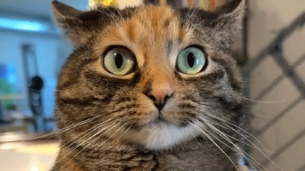 Family brings home a cat. Now she says the sweetest word to mom.