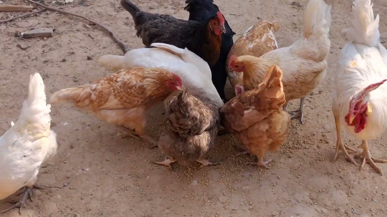 Rustic Roots Farm / velog 99 / Muhsi Mian |