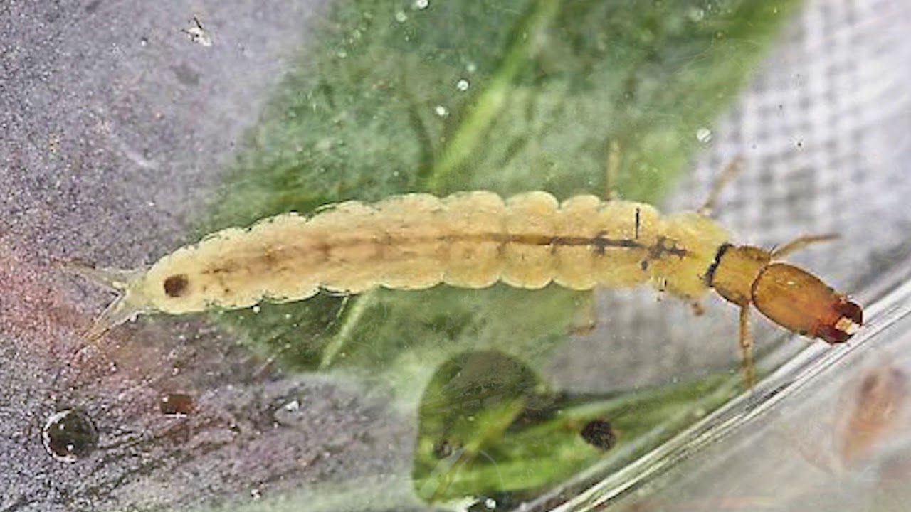 The Underwater Life of the Caddisfly