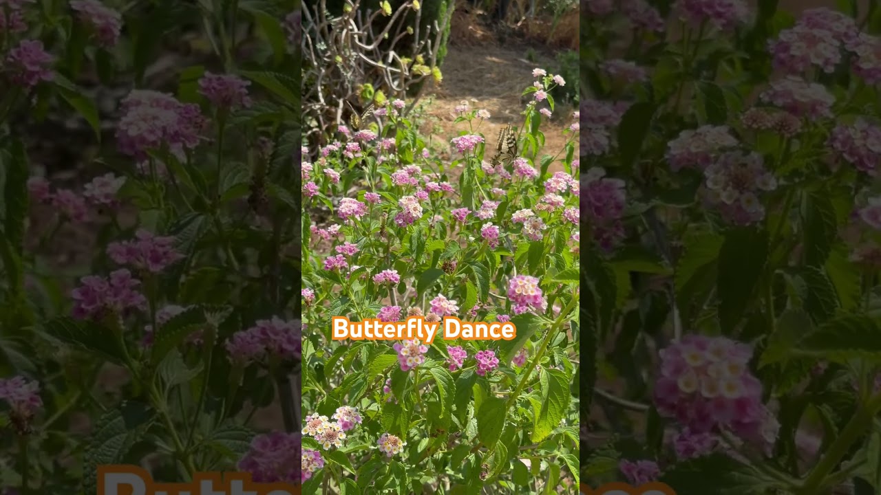 Butterfly&rsquo;s in Love#nature#love#Butterfly Love