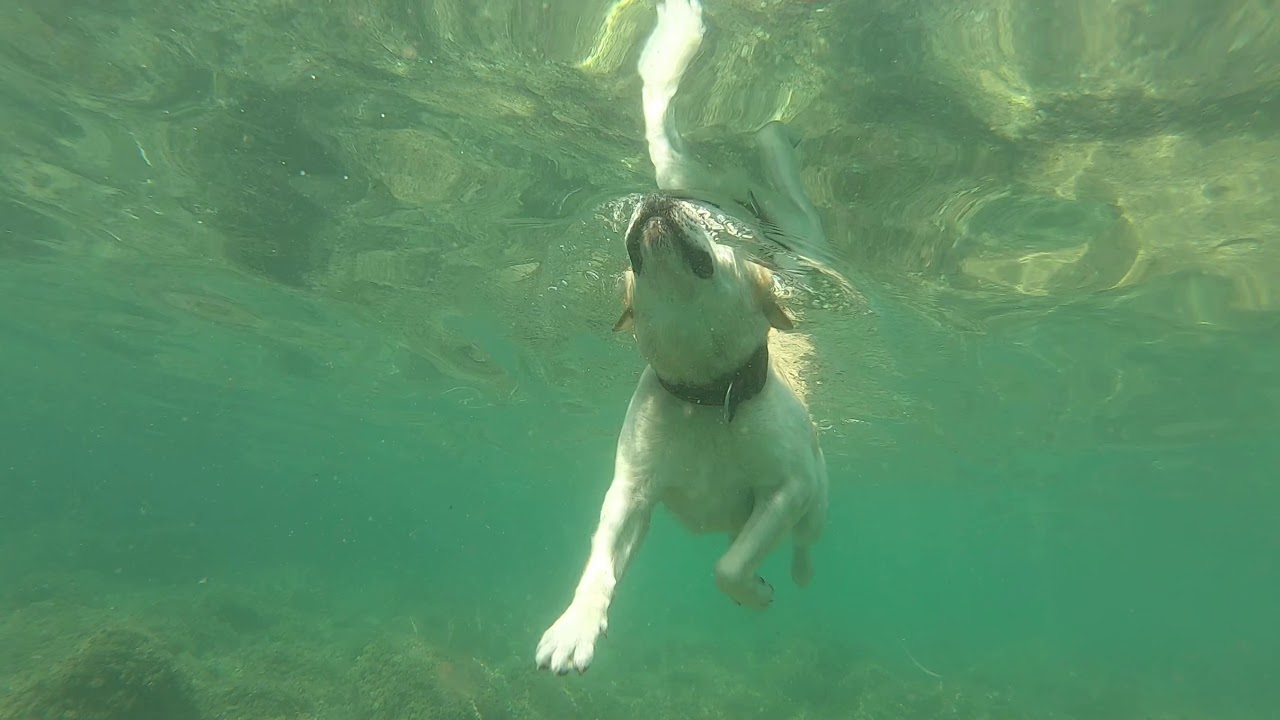 Beautiful lab swimming slow motion in Kupari beach (Croatia)