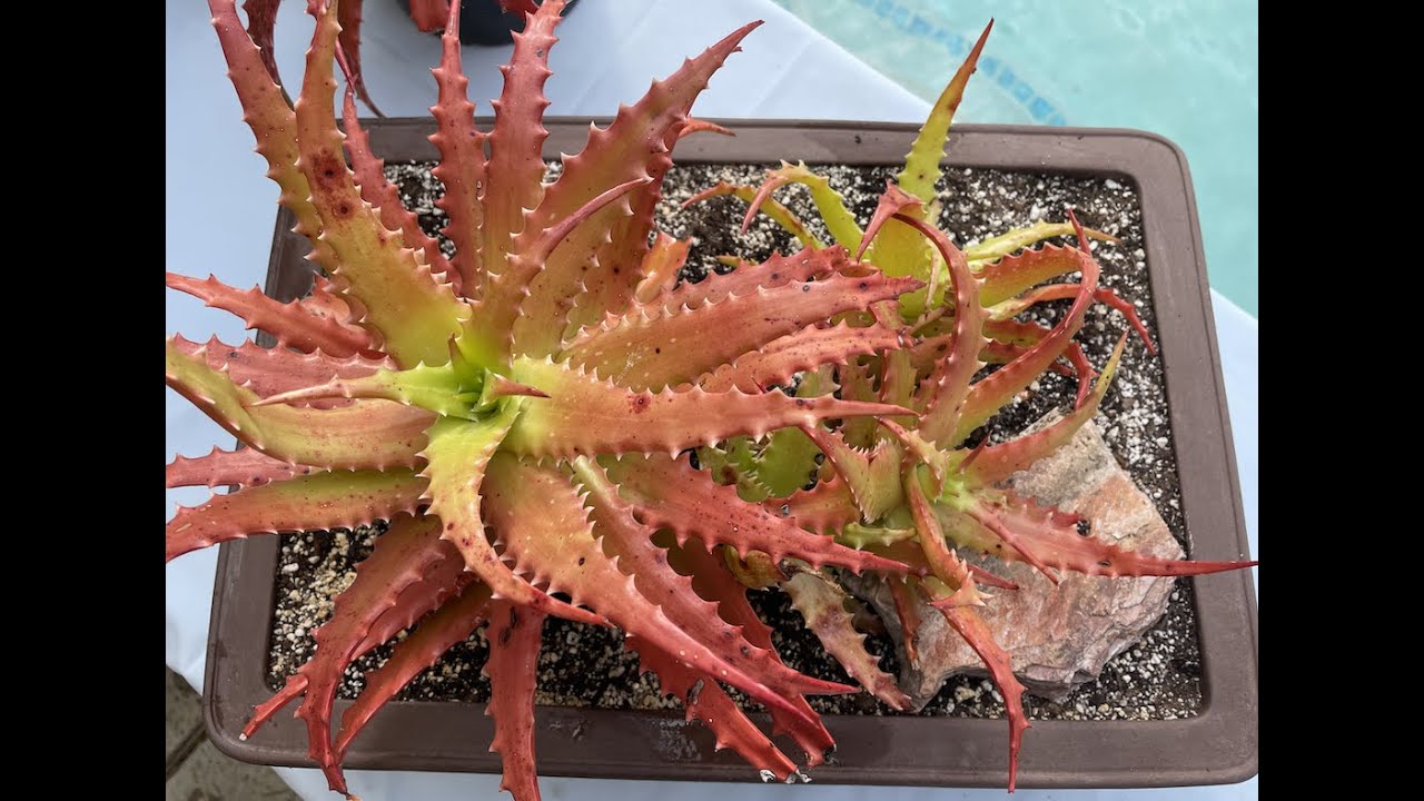Aloe Dorotheae also known as Sunset Aloe! - Episode 47