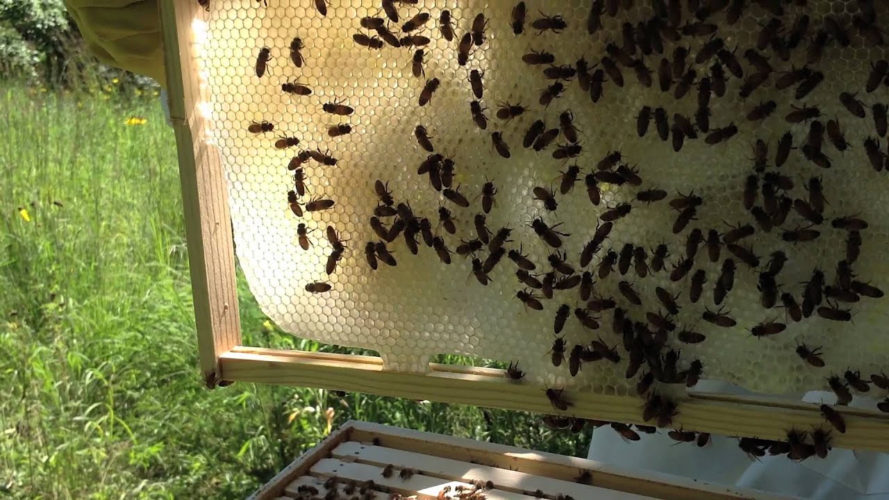Foundationless frames in a beehive