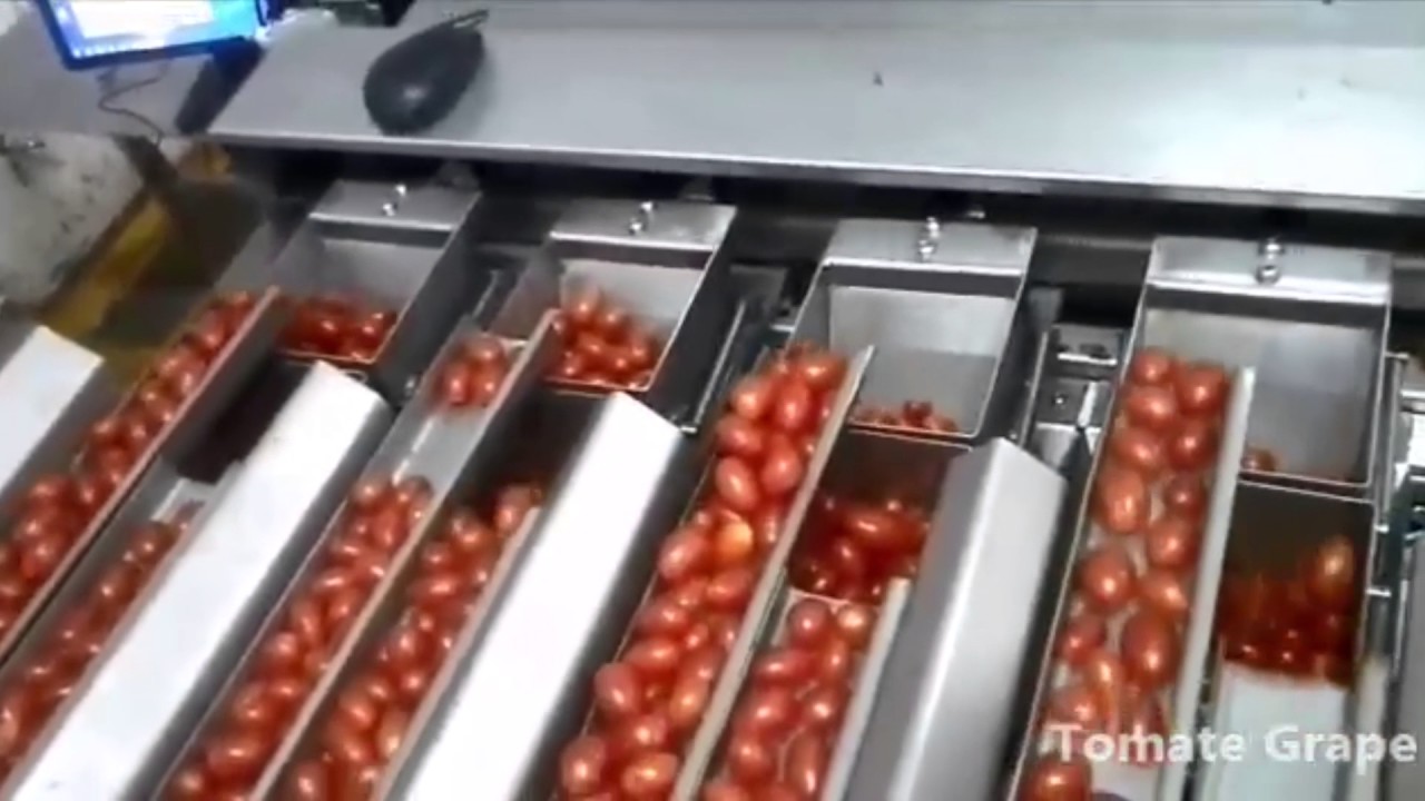 Máquina Embaladora de Tomate tipo Grape
