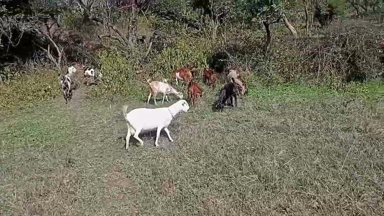 Mashallah hamra janwar                                                   @kashmir-n3si