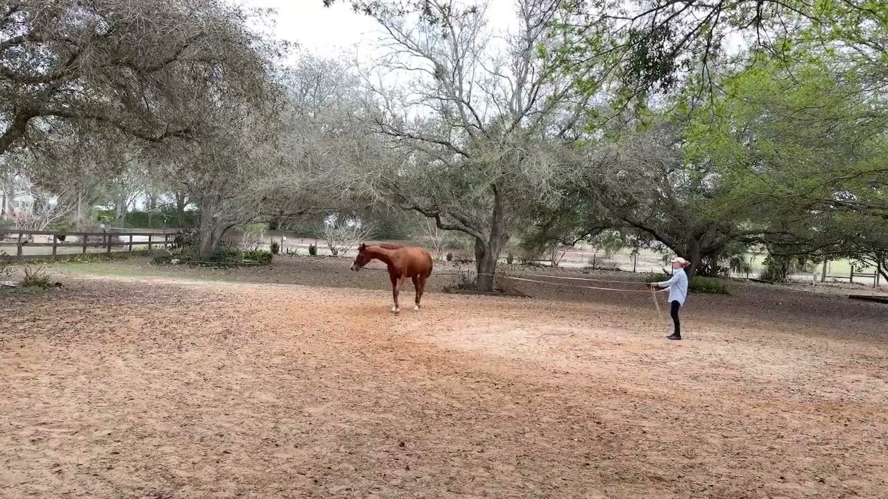 RearelyWrong 16: Walk-Trot on Long Reins