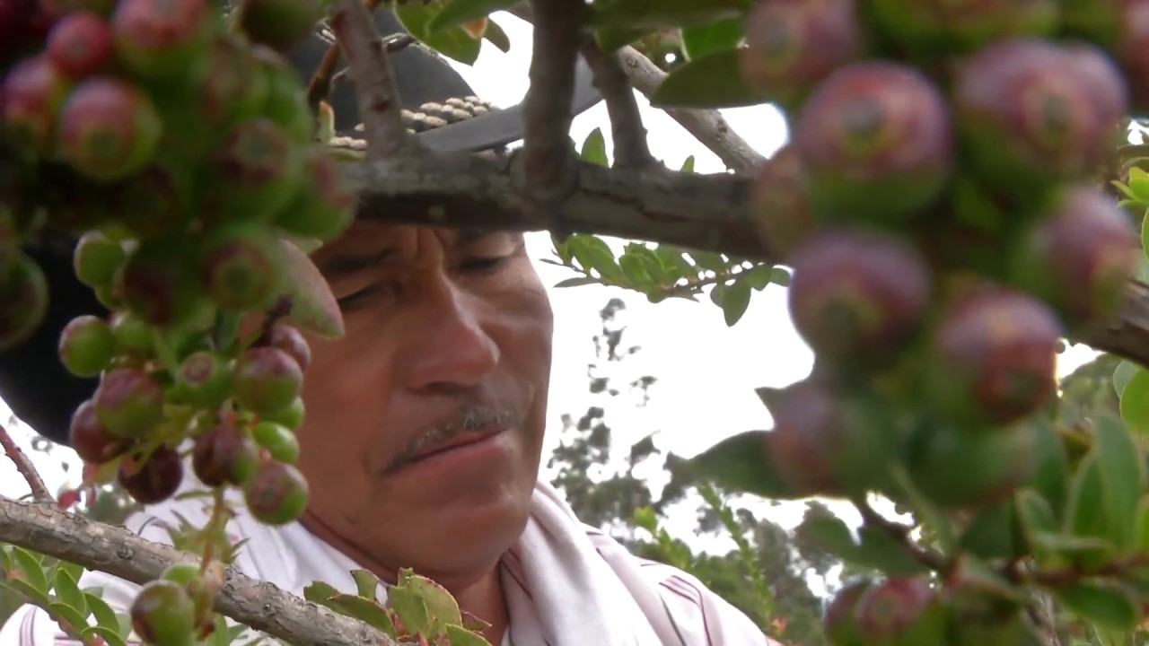 Agricultura al Día /  Agraz: cultivo en desarrollo