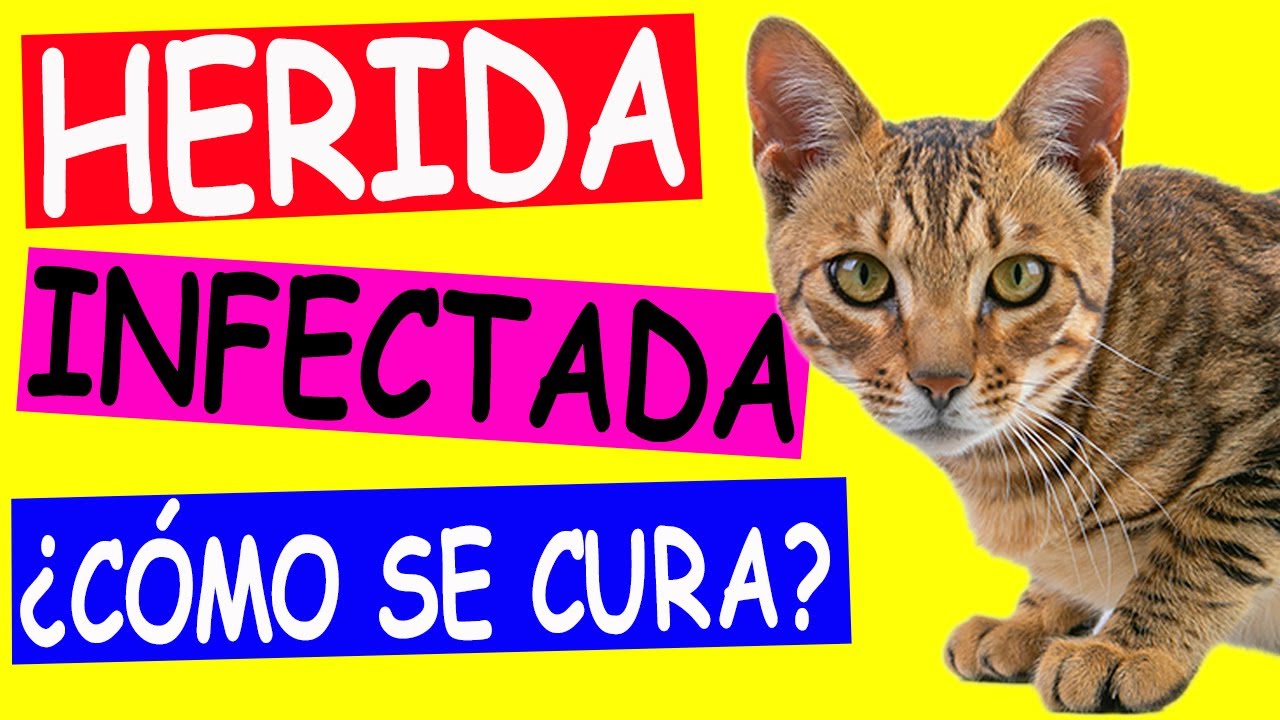 ¿Cómo Curar una Herida Infectada en Perros y Gatos?