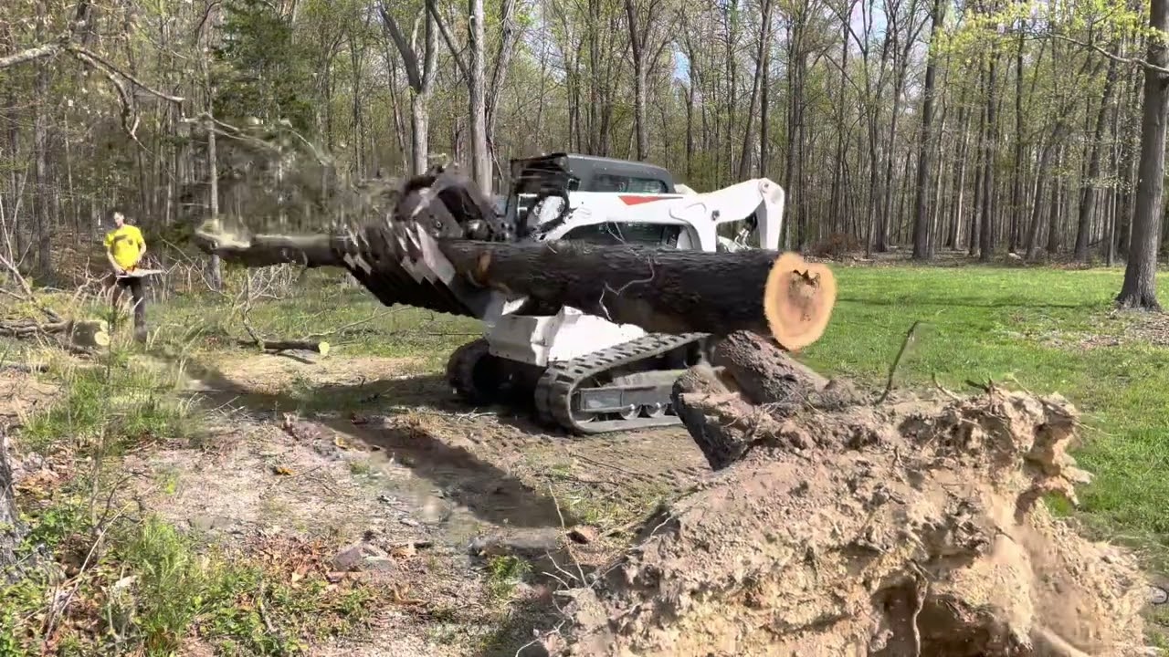 How To Operate a Bobcat T650 & Oak FirewoodBucking #217