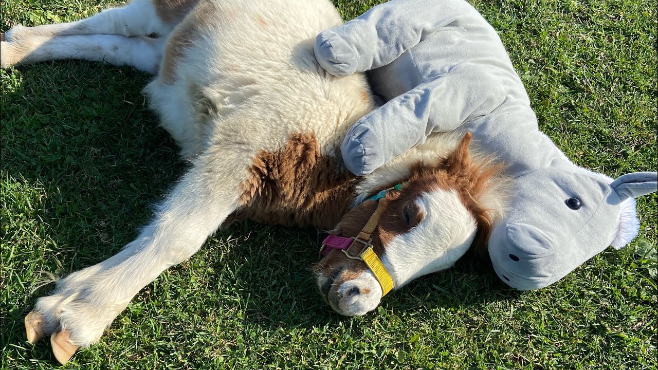 それぞれ違うお母さん馬の教育方針！どんな子に育つ？