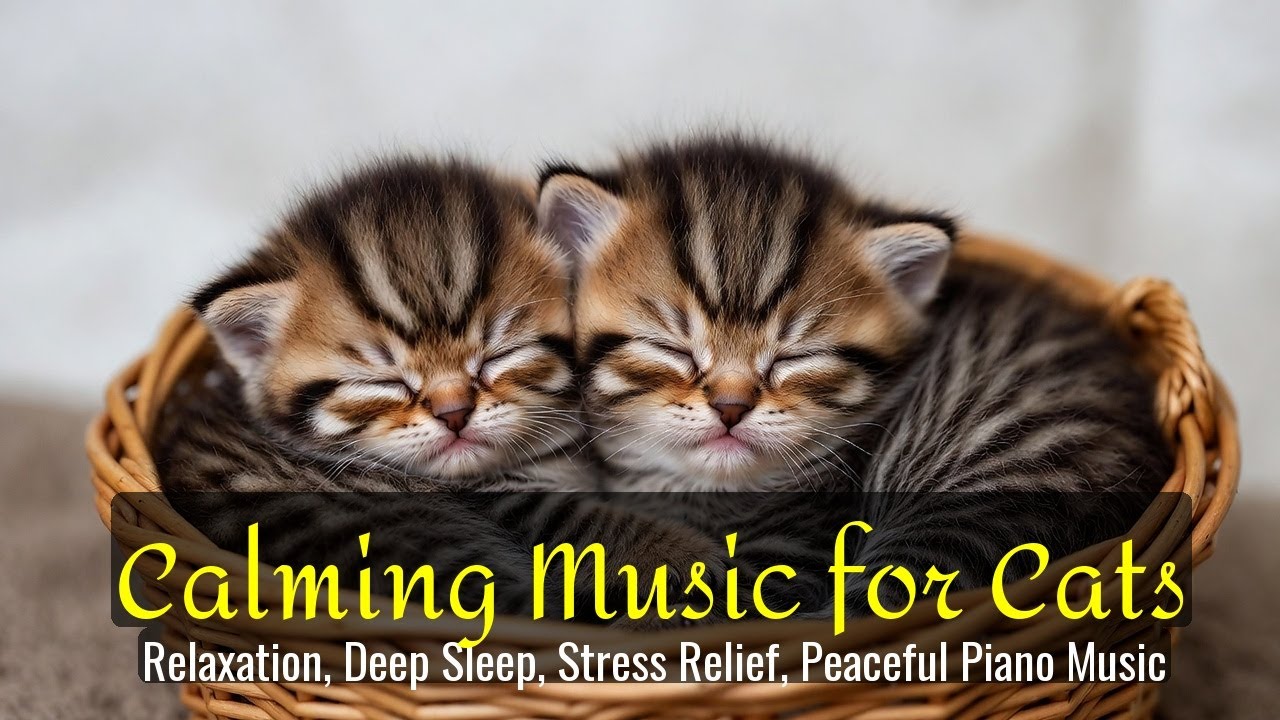 LIVE 🐱 Peaceful Lofi Radio for Cats 🐾 | Season 87