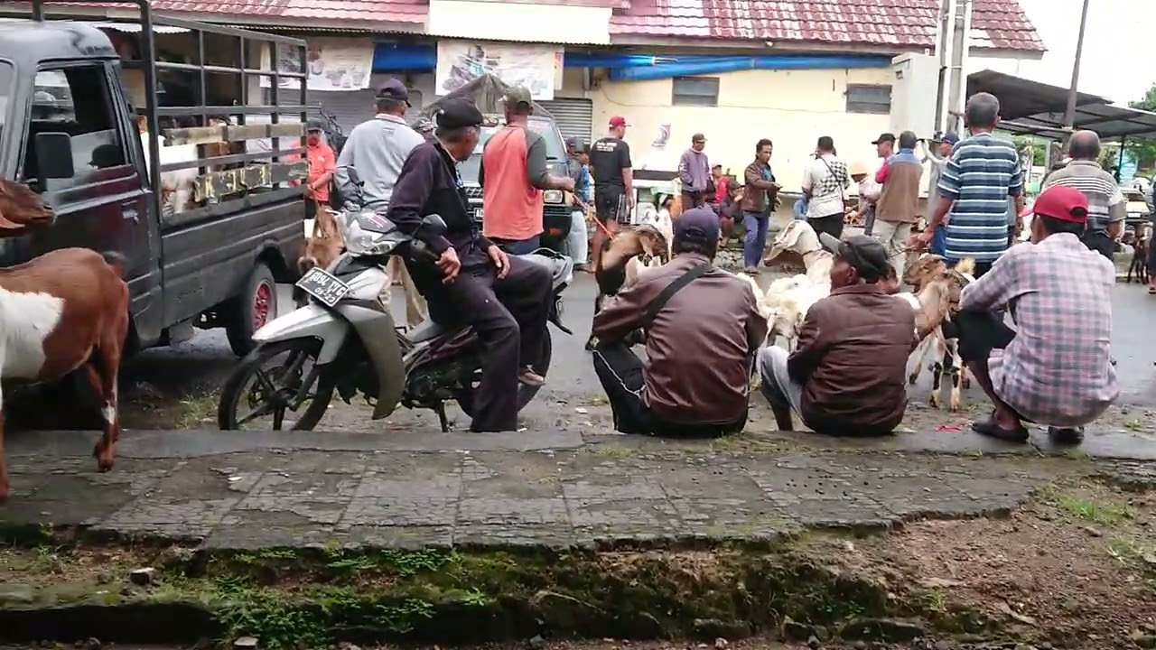 Nego jual beli kambing bunting nganti do plotot plotot 