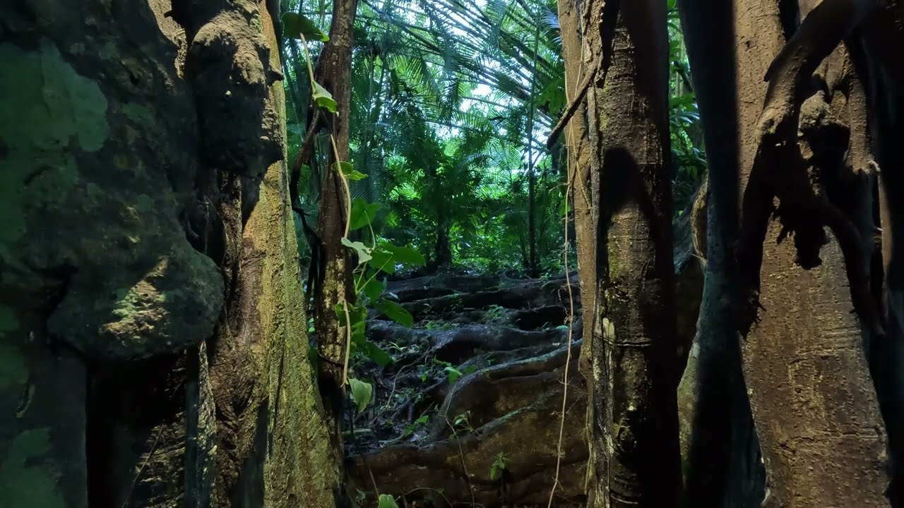 Morning on the Jungle Floor | Inside of a rubber tree