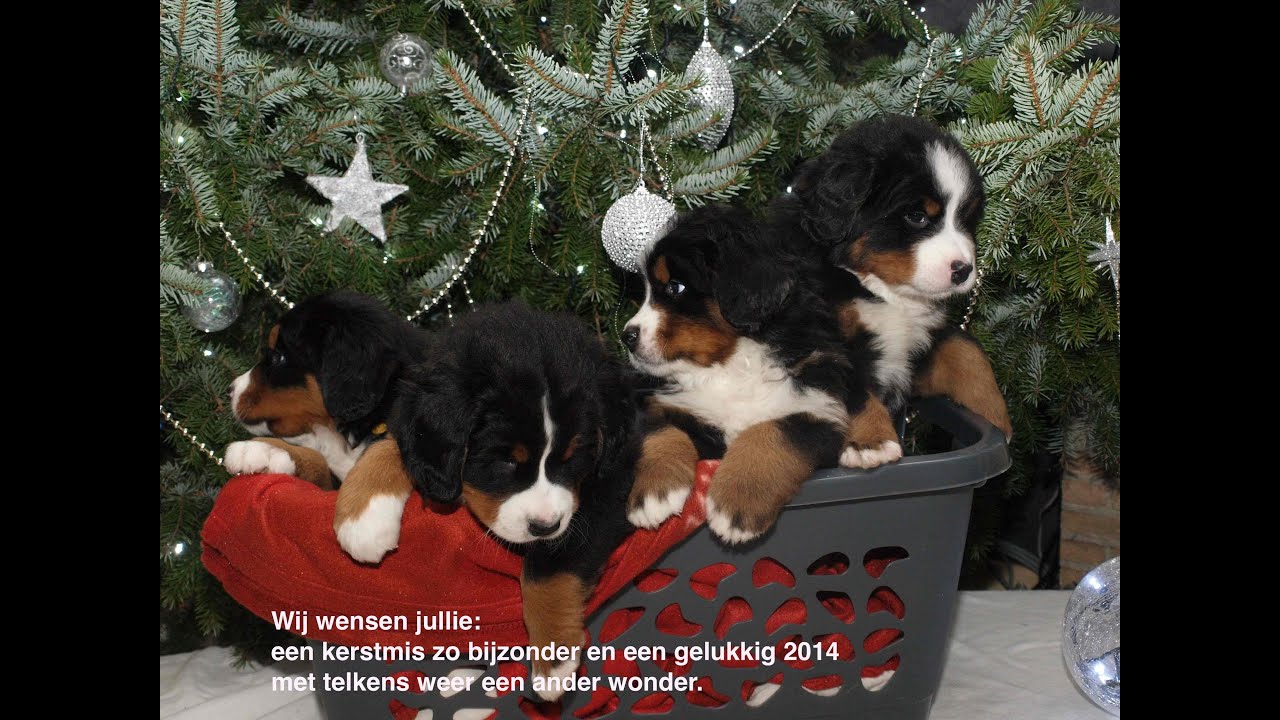 De pups van 't Rebenhof 2013