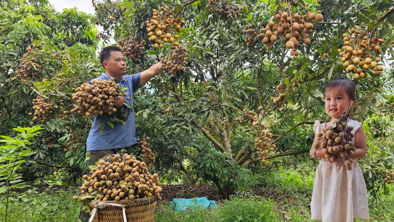 Harvesting longan fruit goes to the market sell- Fertilizing the plants corn, increase corn.
