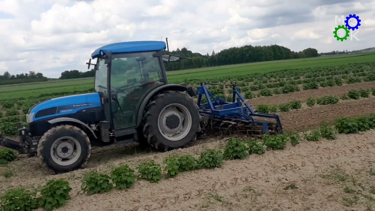 Kilka słów o nowo powstałej plantacji porzeczki jak i o Landinim Rex 80f.