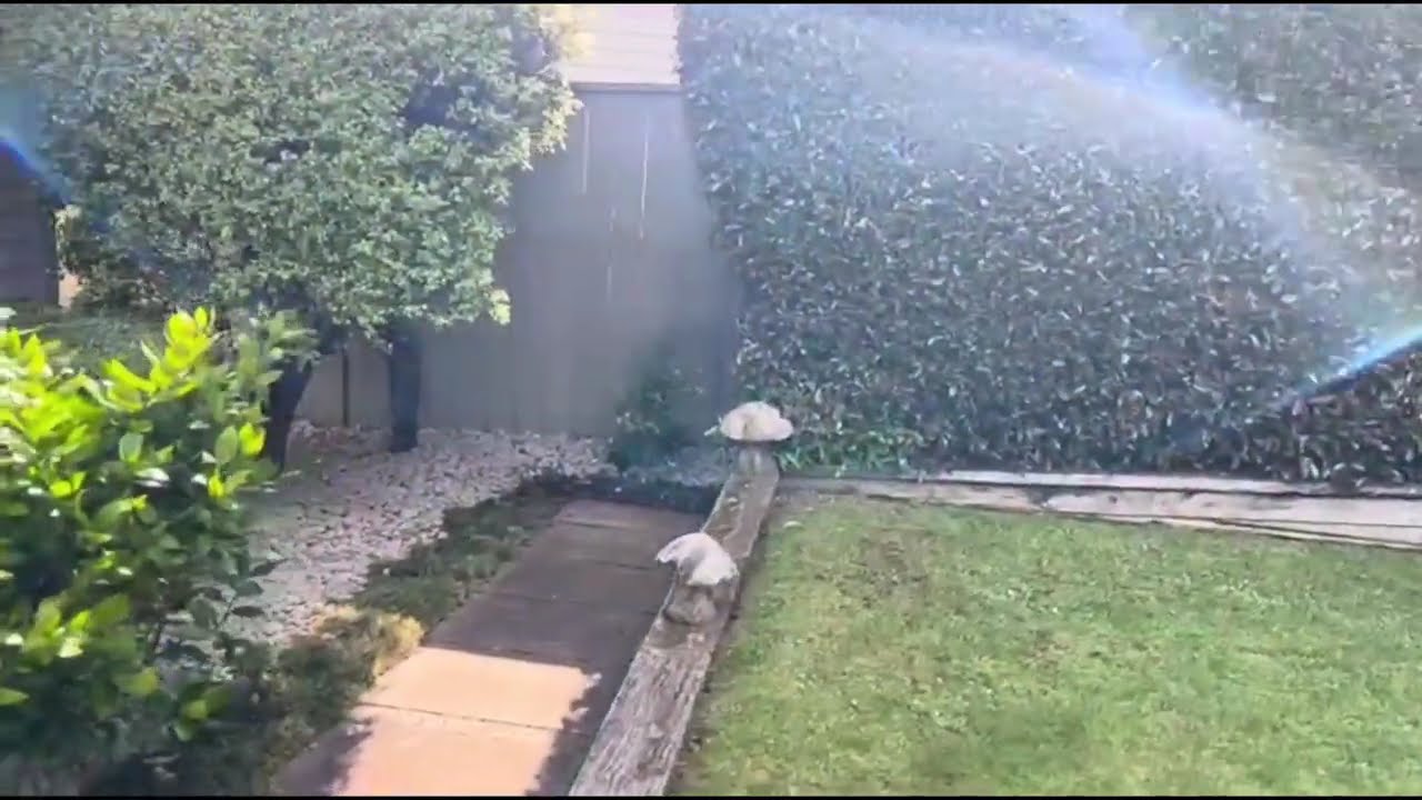 SATISFYING Hedge Trimming Transformation | Clean & Sharp Finish 🌿✂️
