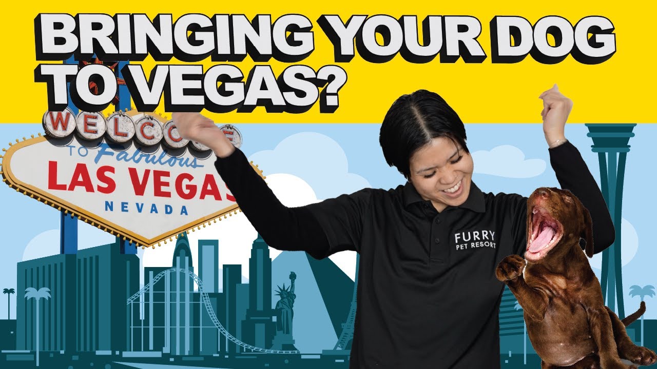 8 Epic Vegas Adventures For You and Your Dog