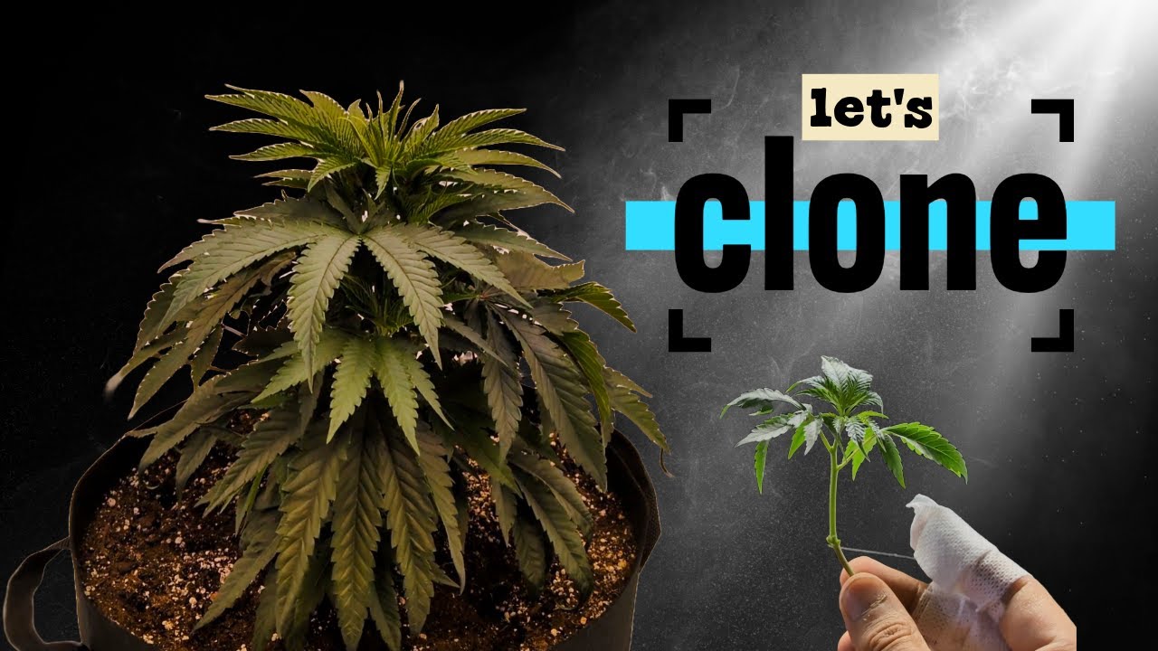 Roots, Nets & Cuts &ndash; Full Cycle Grow Update