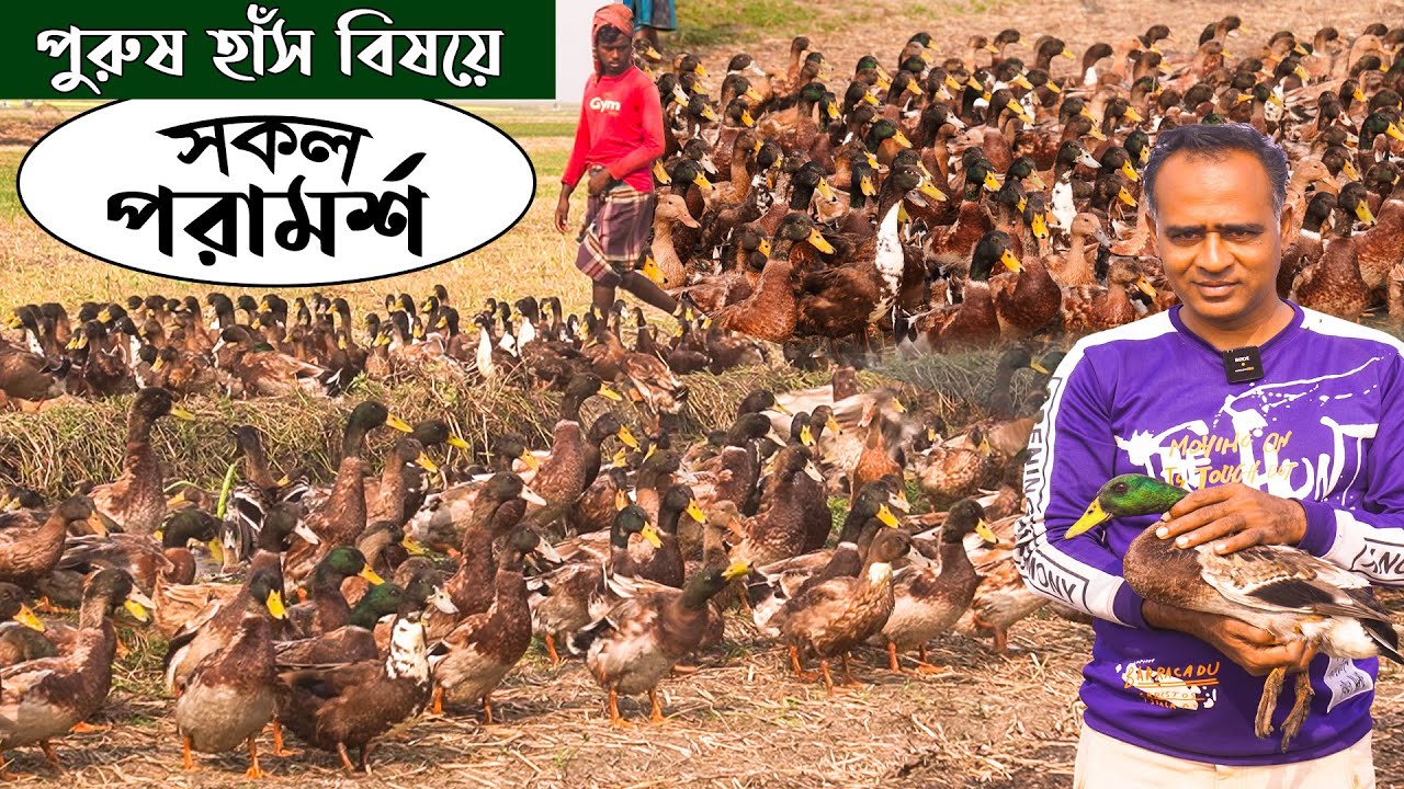 পুরুষ হাঁস বিষয়ে সব কিছু এক ভিডিওতে | হাঁসের খামার | Duck farming | Khamar Bangla 24.