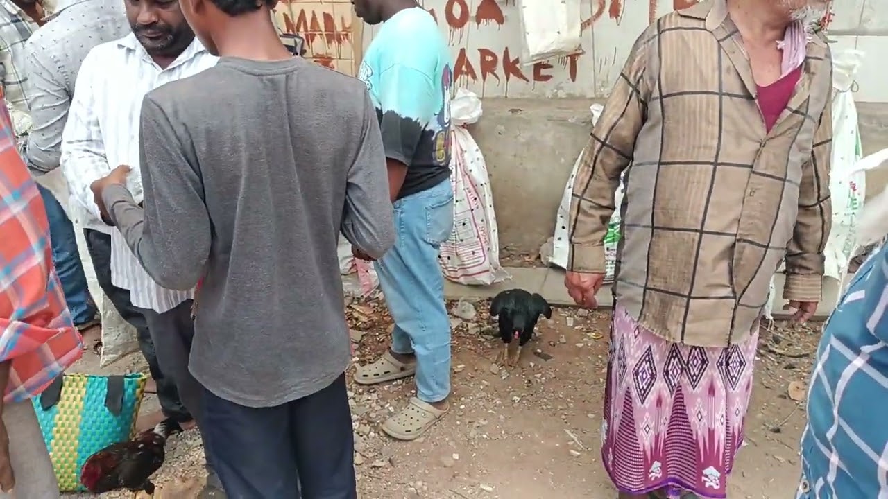 Erragadda market sunday aseel #petlover #erragaddabuffalomarket #market #hyderabad #aseel #pets