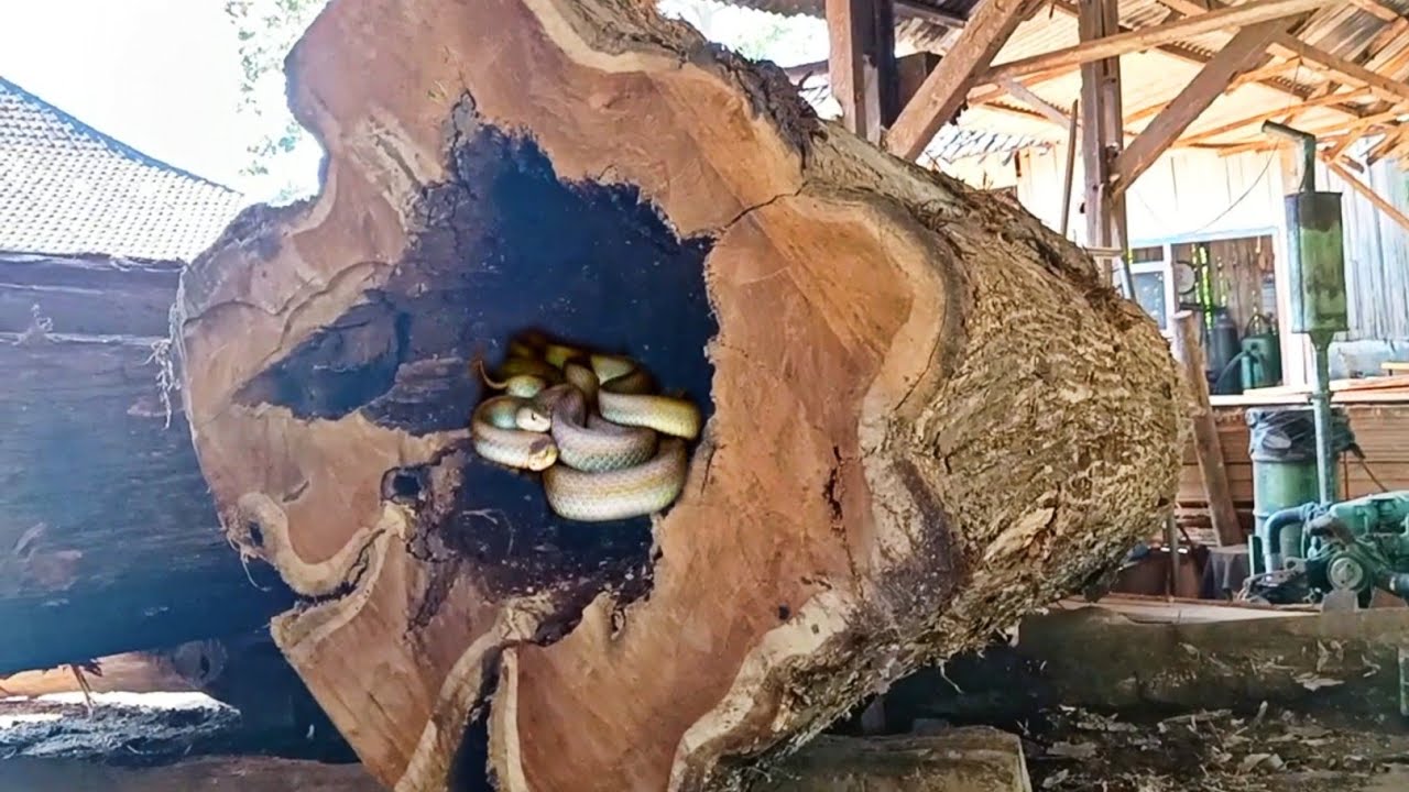 giant hollow teak stump full of surprises at the sawmill 