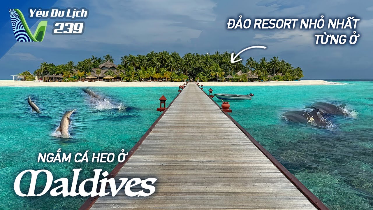 YDL #239: Ngắm c&aacute; heo ở Maldives, cuối m&ugrave;a mưa nhưng vẫn đẹp | Y&ecirc;u M&aacute;y Bay