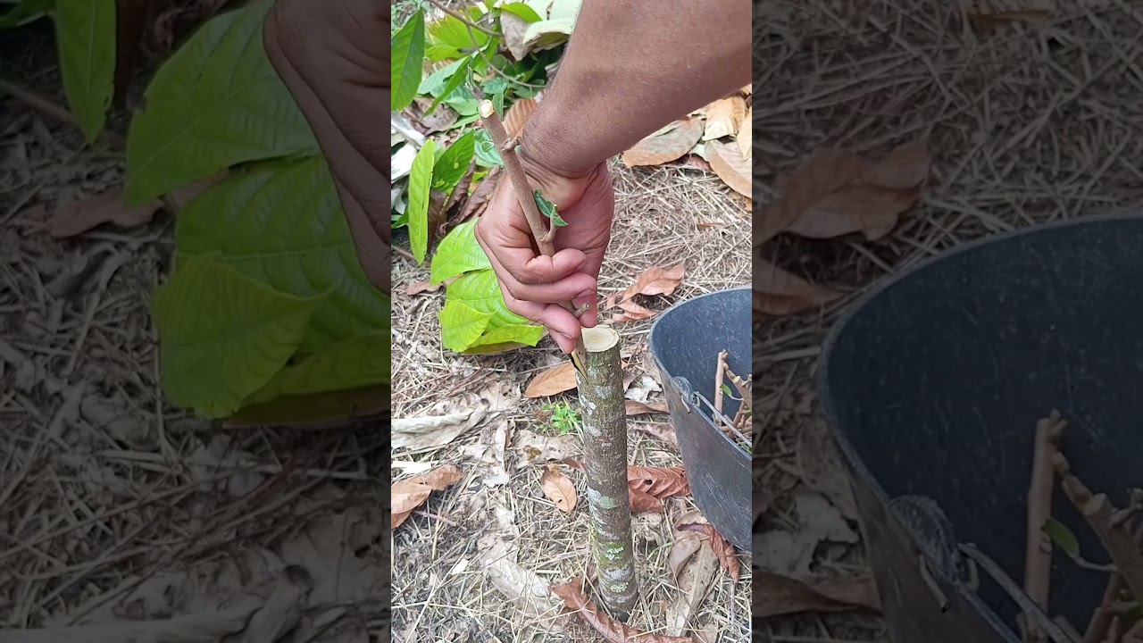 Passa a passa d como fazer uma clonagem #vidanaro&ccedil;a #cacau #ro&ccedil;a