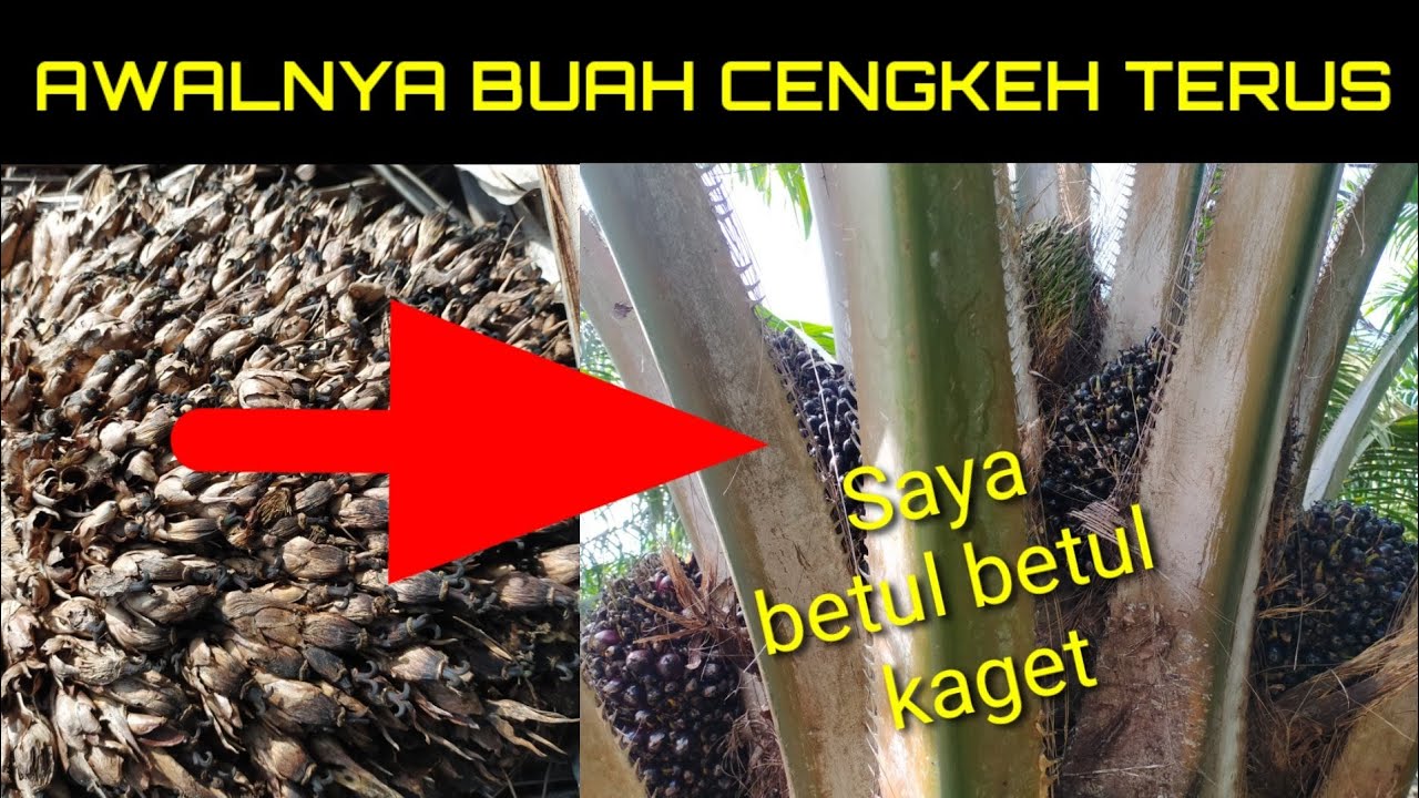 Mengatasi sawit buah cengkeh@kopiinspirasi8193